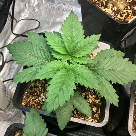 White Widow growlog timeline photo
