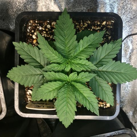 Blue Dream growlog timeline photo
