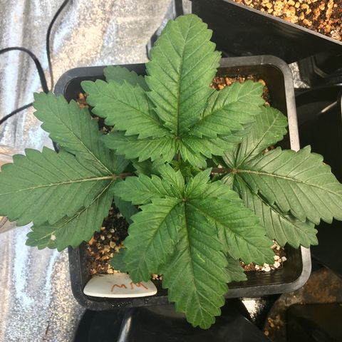 White Widow growlog timeline photo