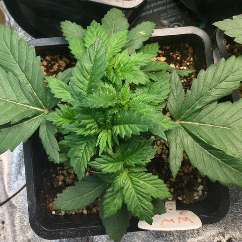 White Widow growlog timeline photo