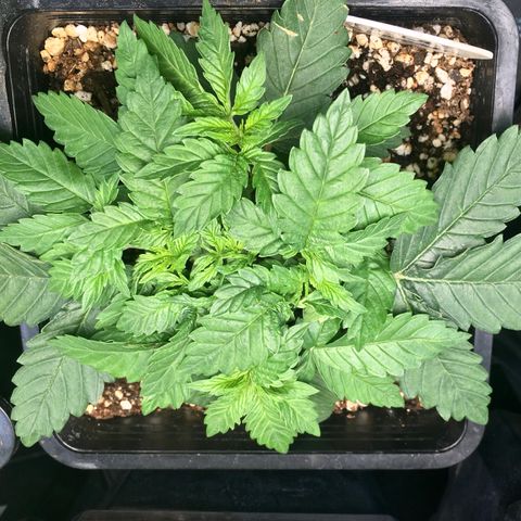 Blue Dream growlog timeline photo