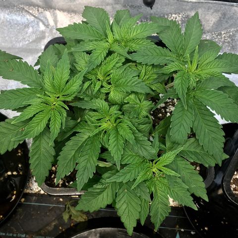 Blue Dream growlog timeline photo
