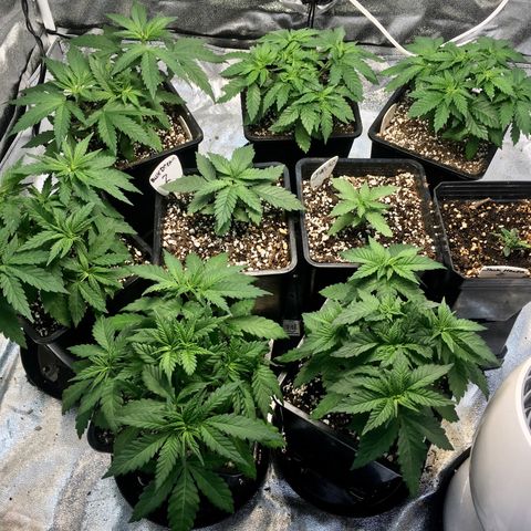 Blue Dream growlog timeline photo
