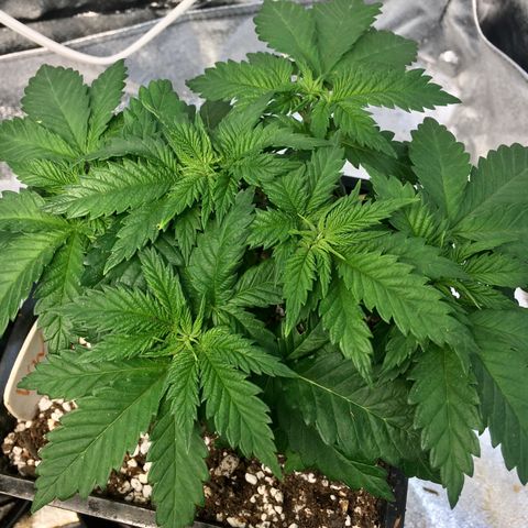 White Widow growlog timeline photo