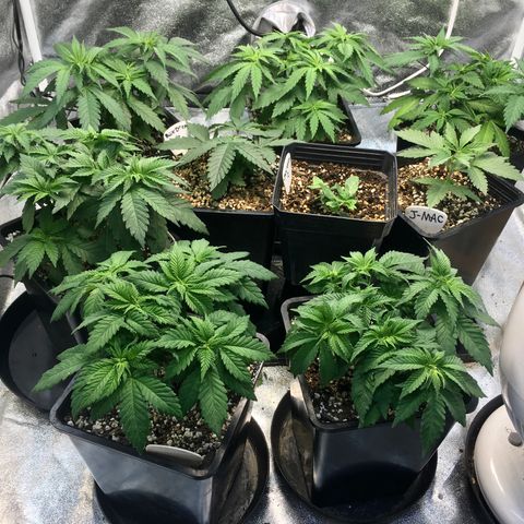 Blue Dream growlog timeline photo