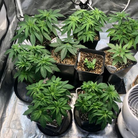 Blue Dream growlog timeline photo