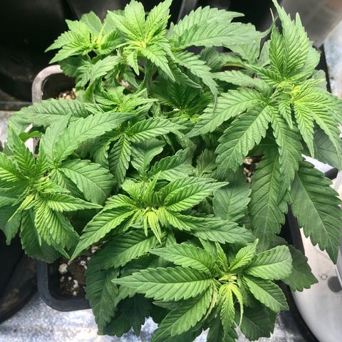 Blue Dream growlog timeline photo