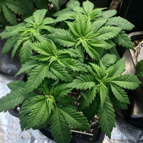 White Widow growlog timeline photo