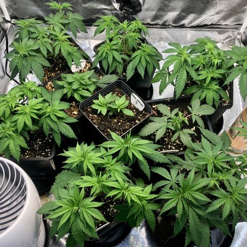 Blue Dream growlog photo: Great response to work