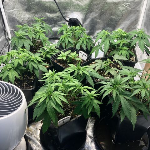 Blue Dream growlog photo: Great response to work