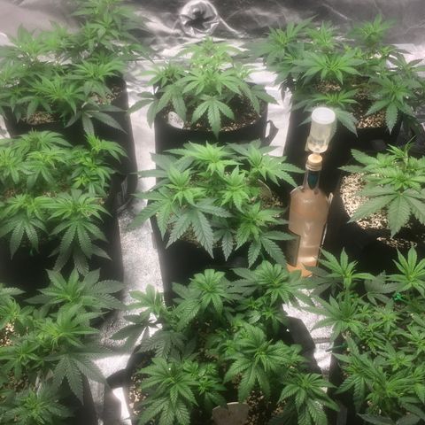 Blue Dream growlog timeline photo