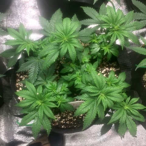 White Widow growlog timeline photo