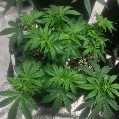 Blue Dream growlog timeline photo