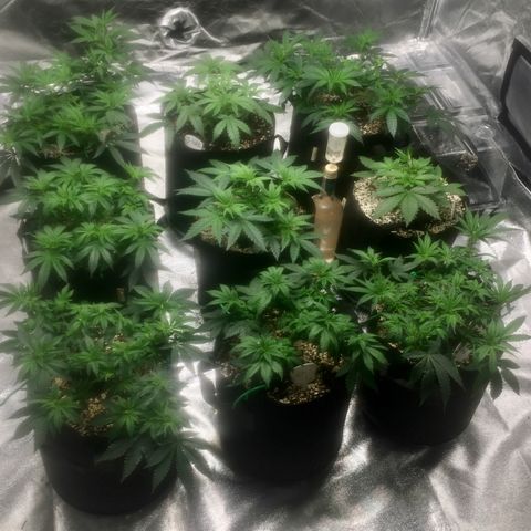 Blue Dream growlog timeline photo