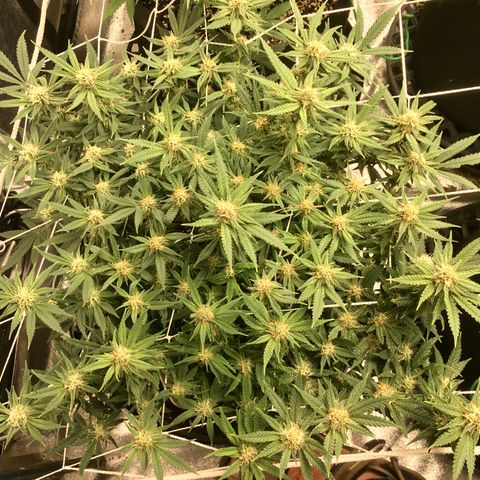 Blue Dream growlog timeline photo