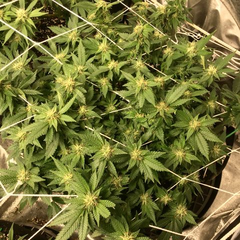 White Widow growlog timeline photo