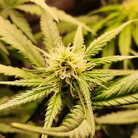 Skunk XL growlog in Bonsanto Koffer L