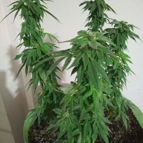 Genética desconocida growlog timeline photo