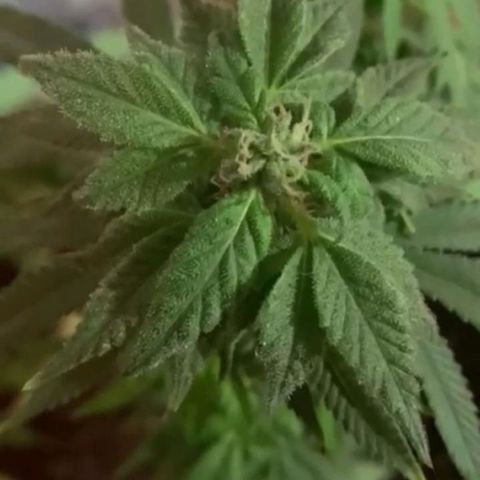 Genética desconocida growlog timeline photo