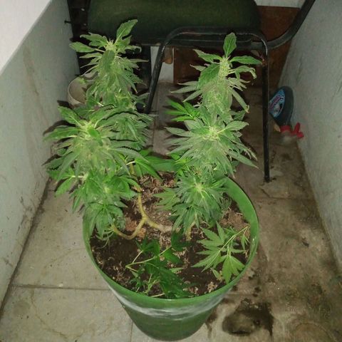 Genética desconocida growlog timeline photo