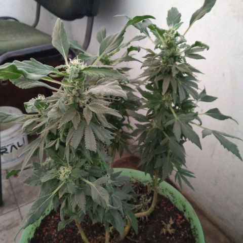 Genética desconocida growlog timeline photo