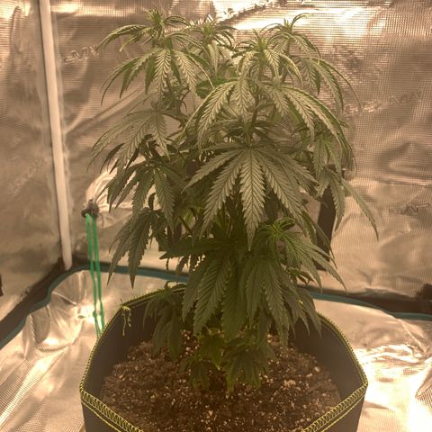 Unknown strain growlog timeline photo