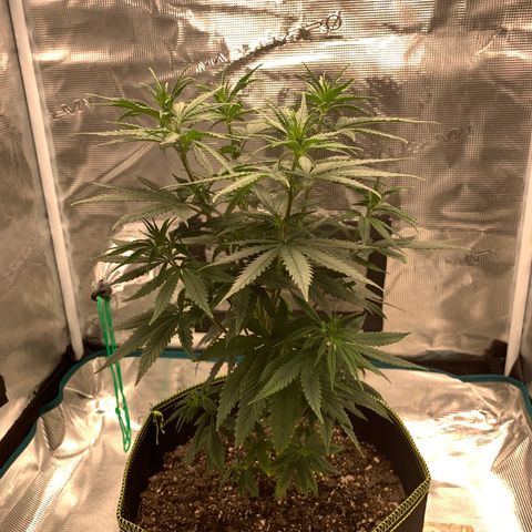 Unknown strain growlog timeline photo