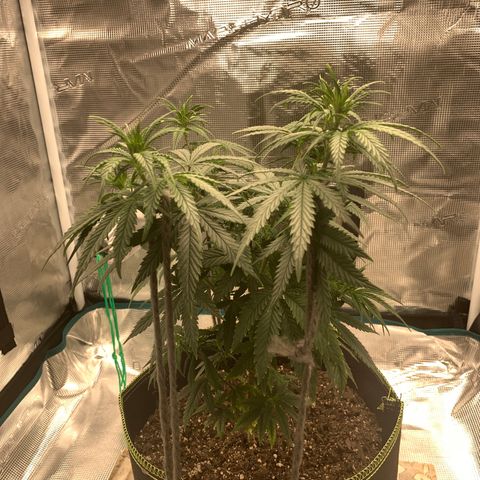 Unknown strain growlog timeline photo