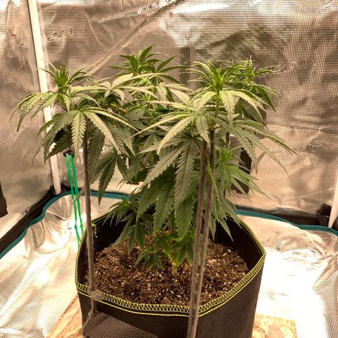 Unknown strain growlog timeline photo