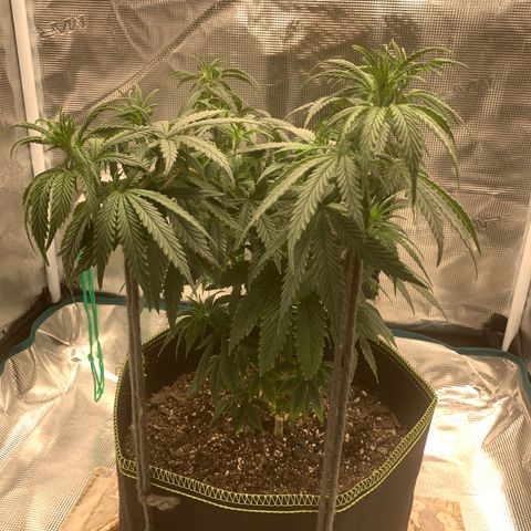 Unknown strain growlog timeline photo