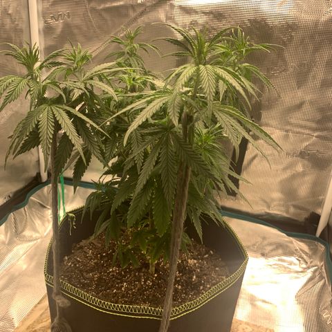 Unknown strain growlog timeline photo
