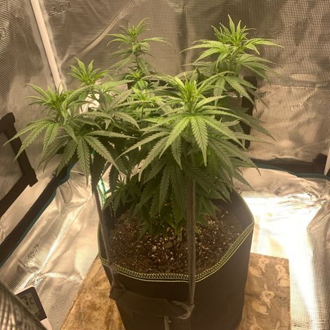 Unknown strain growlog timeline photo