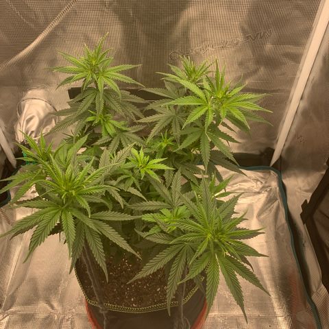 Unknown strain growlog timeline photo
