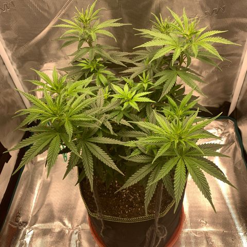 Unknown strain growlog timeline photo