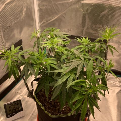 Unknown strain growlog timeline photo