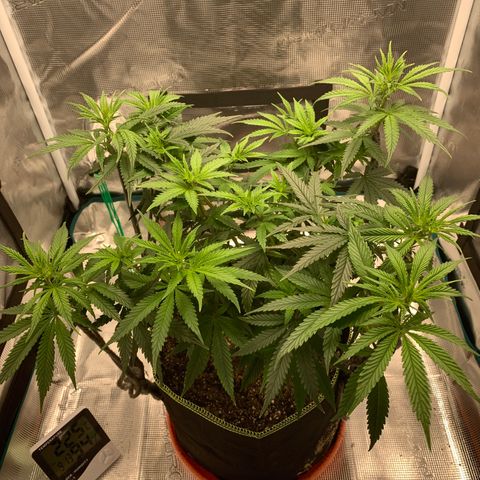 Unknown strain growlog timeline photo