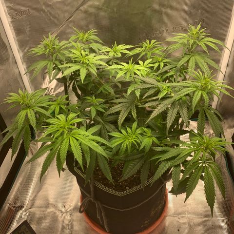 Unknown strain growlog timeline photo