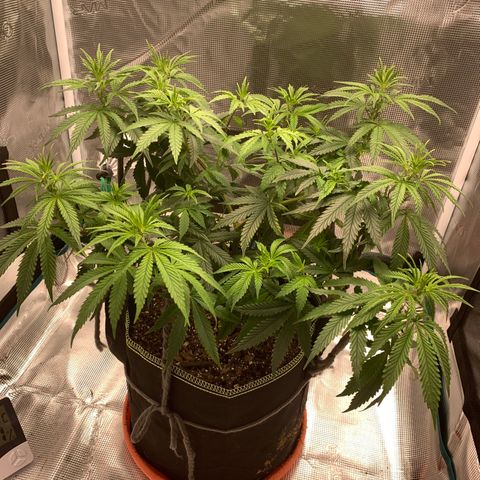 Unknown strain growlog timeline photo