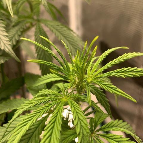 Unknown strain growlog timeline photo