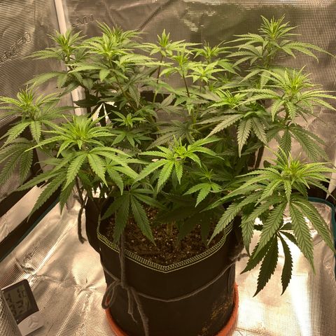 Unknown strain growlog timeline photo