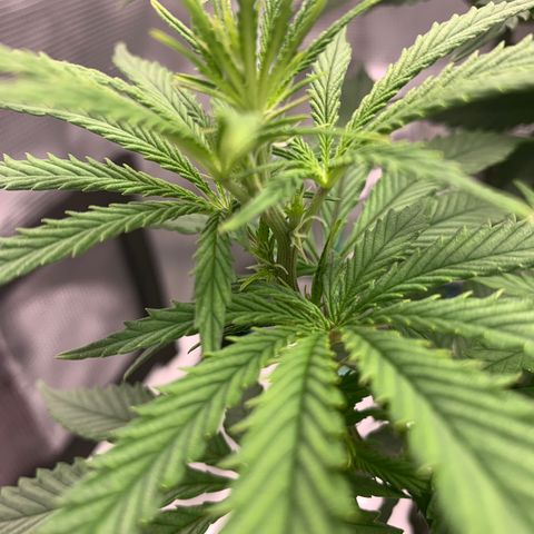 Unknown strain growlog timeline photo
