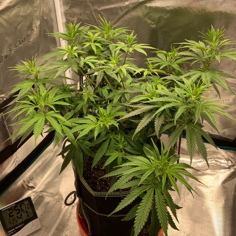 Unknown strain growlog timeline photo