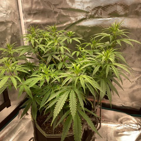 Unknown strain growlog timeline photo