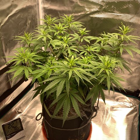 Unknown strain growlog timeline photo