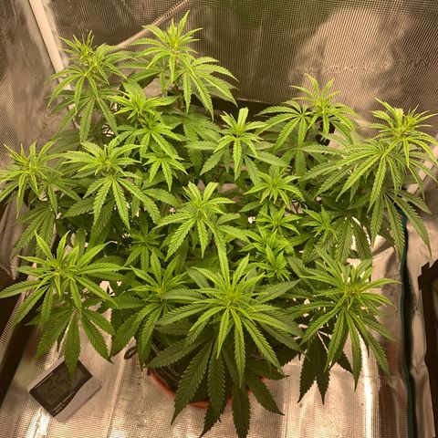Unknown strain growlog timeline photo
