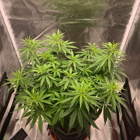 Unknown strain growlog timeline photo