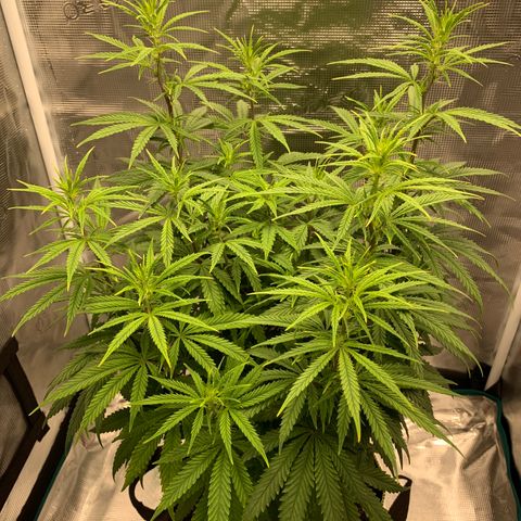 Unknown strain growlog timeline photo