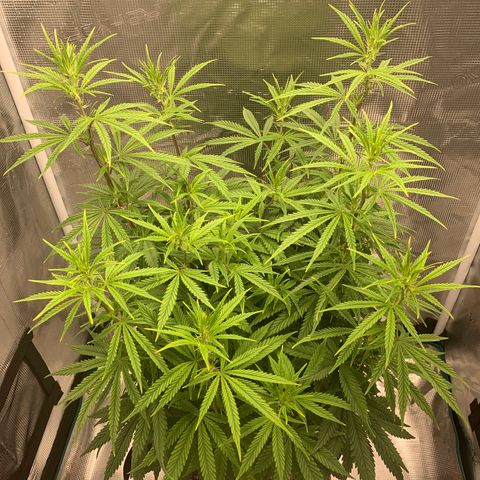 Unknown strain growlog timeline photo