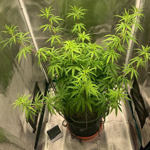Unknown strain growlog timeline photo
