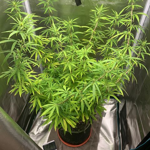 Unknown strain growlog timeline photo